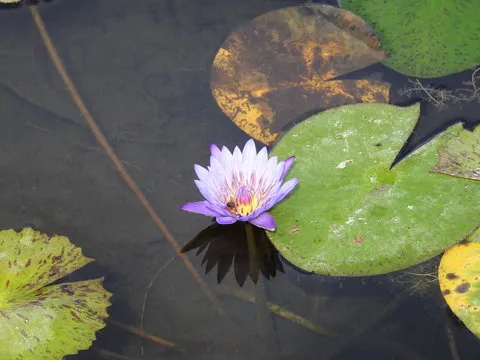 背景纹理